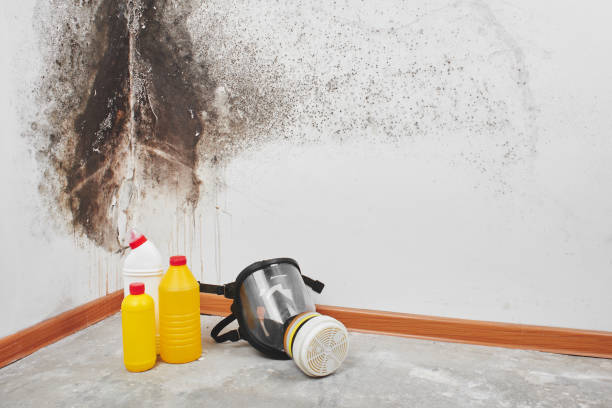 Best Attic Mold Removal  in Wolfe City, TX