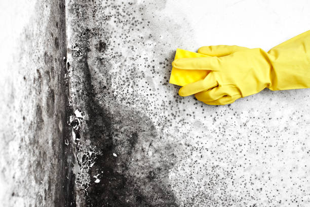 Best Same-Day Mold Removal  in Wolfe City, TX