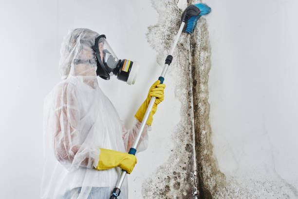 Best Local Mold Removal Service  in Wolfe City, TX