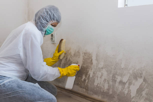 Best Best Mold Removal Companies  in Wolfe City, TX