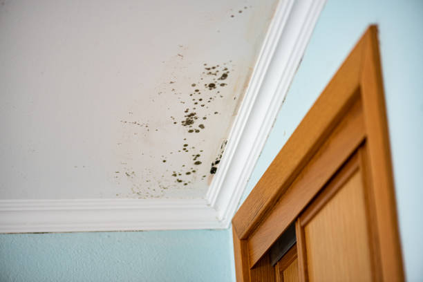 Best Black Mold Removal  in Wolfe City, TX
