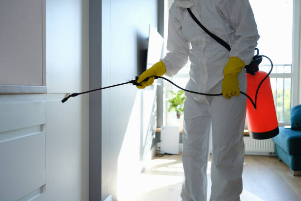 Best Certified Mold Removal  in Wolfe City, TX