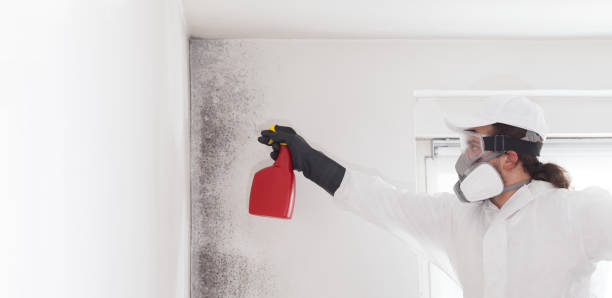 Best Mold Removal Company Near Me  in Wolfe City, TX