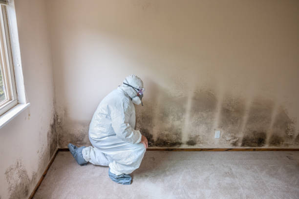 Reliable Wolfe City, TX Mold Removal Solutions