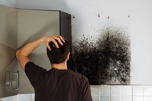  Wolfe City, TX Mold Removal Pros