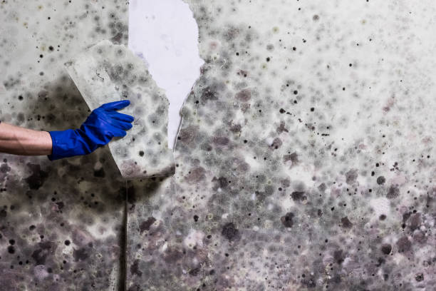 Best Mold Removal Process  in Wolfe City, TX
